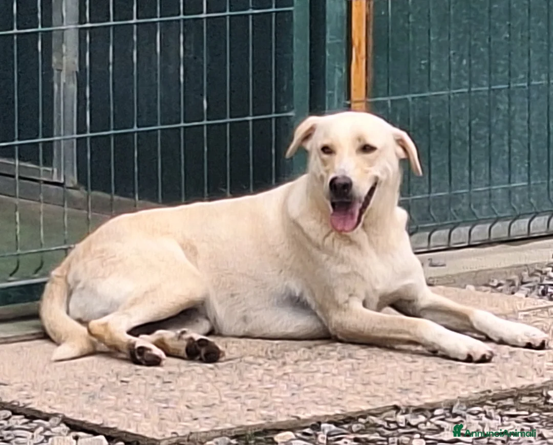 Labrador cani in regalo: Diana un cane dolcissimo in cerca di casa - Annuncio 7