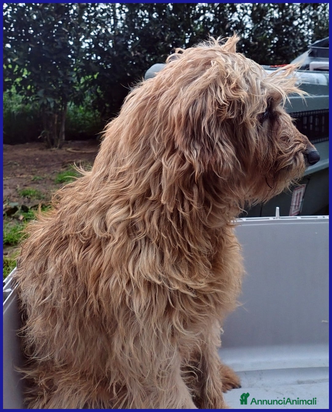 Spinone cani in regalo: GIOVANNI, SPINONCINO 4 ANNI, UN PASSATO DI MALTRAT a Città metropolitana di Milano - Annuncio 8