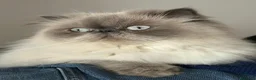 Persiano gatti in vendita: Gattini Persiani BLUE POINT  - Annuncio 7