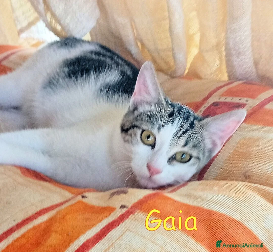 Europeo gatti in regalo: GINO E GAIA DOLCISSIMI GATTINI a Città metropolitana di Roma Capitale - Annuncio 7