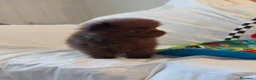 Volpino Pomerania cani in vendita: Cuccioli di Pomerania maschi e femmine cioccolato a Città metropolitana di Milano - Annuncio 4