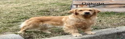 Golden Retriever cani in vendita: Cuccioli Golden Retriever 100% Americani  - Annuncio 3