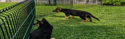 Pastore Tedesco cani in vendita: Cucciole di pastore tedesco nero focato - Annuncio 2