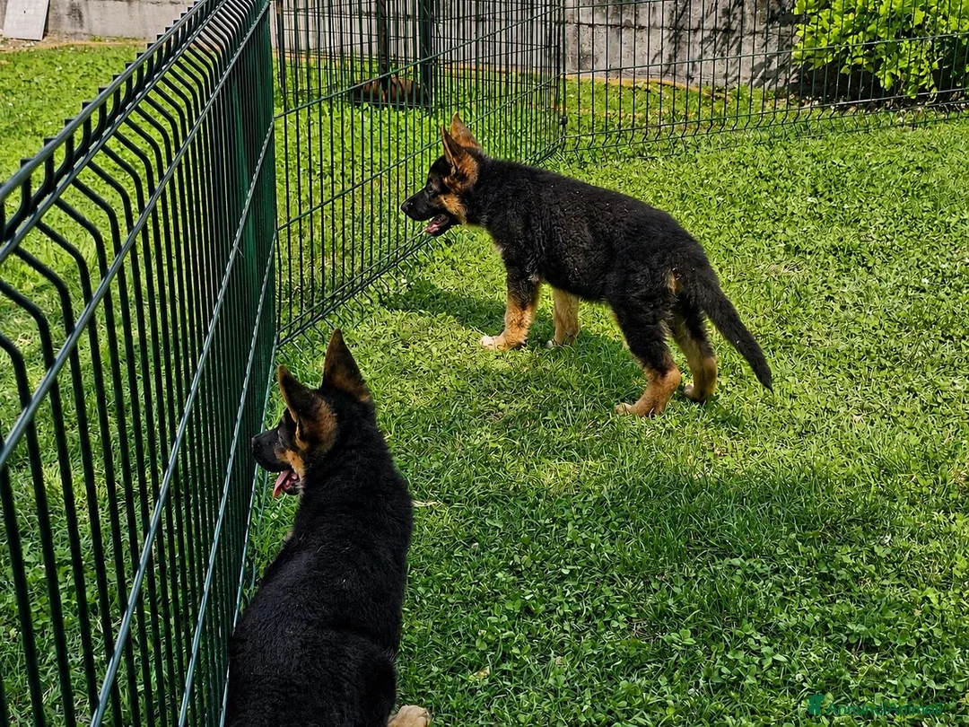 Pastore Tedesco cani in vendita: Cucciole di pastore tedesco nero focato - Annuncio 2