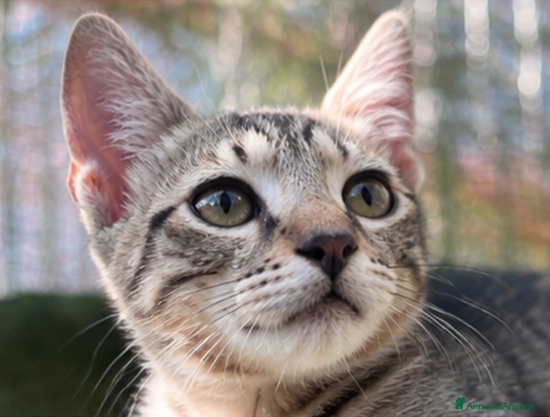 Europeo gatti Gattino maschio tigrato - Annuncio 6