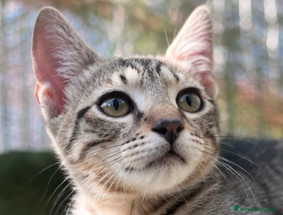 Europeo gatti in regalo: Gattino maschio tigrato a Città metropolitana di Roma Capitale - Annuncio 1