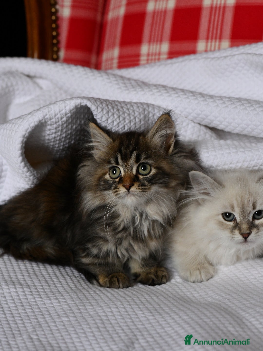 Siberiano gatti in vendita: Cuccioli di Siberiano pedigree ANFI - Annuncio 1