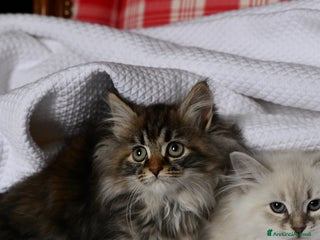 Siberiano gatti Cuccioli di Siberiano pedigree ANFI - Annuncio 16