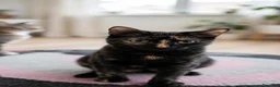 Meticcio gatti in regalo: Liquirizia splendida micia 4 mesi - Annuncio 3