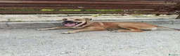 Meticcio cani in regalo: Stella cerca casa urgentemente  - Annuncio 5