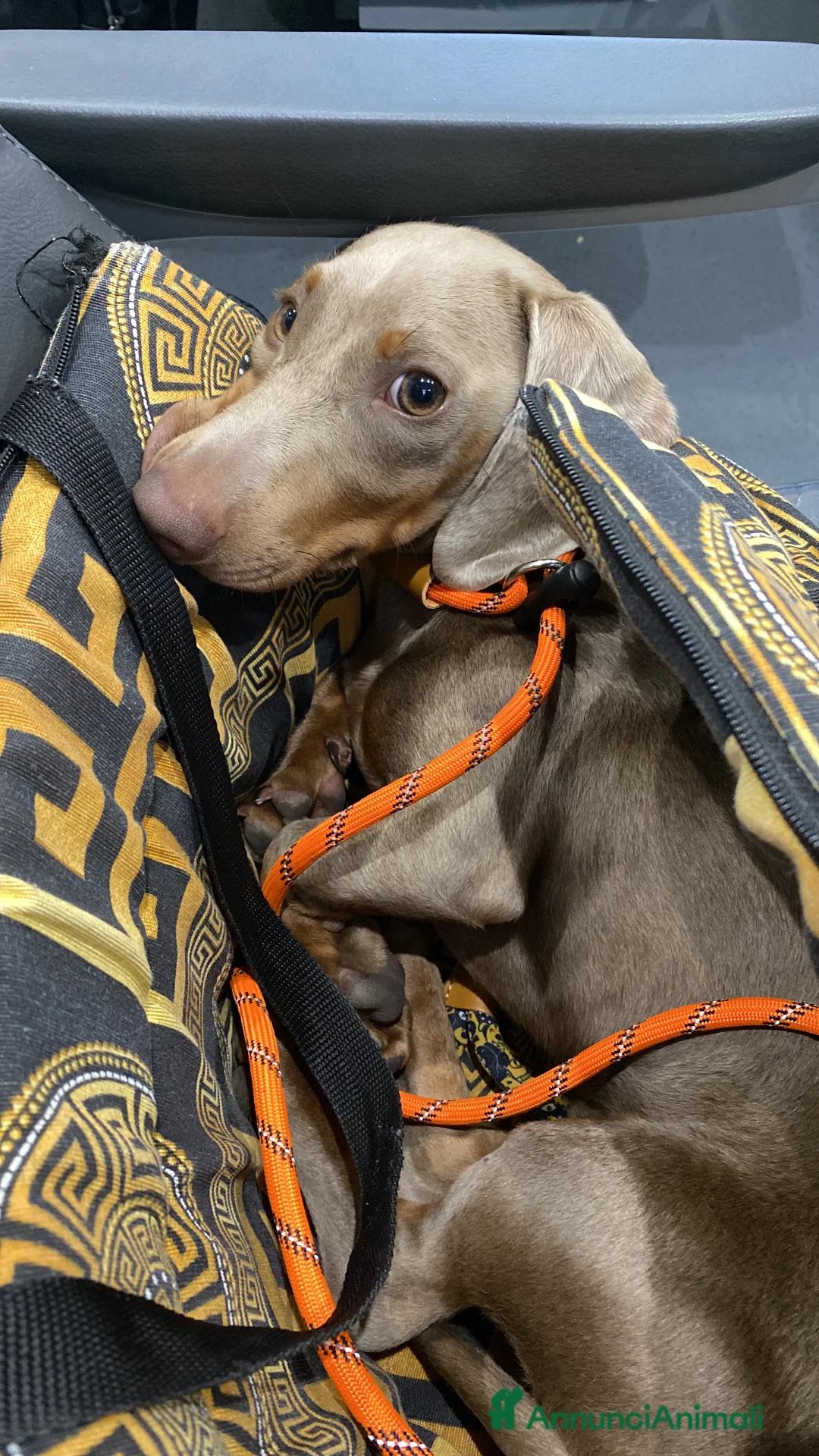 Bassotto cani per accoppiamento: Bassotto nano blue disponibile per monta.  - Annuncio 3