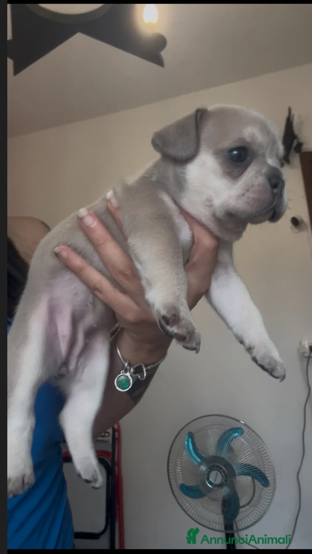 Bulldog Francese cani in vendita: BulldogFrancese Esotico  - Annuncio 6