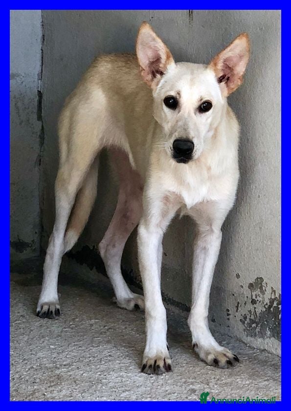Meticcio cani JANIS una bella timidina - Annuncio 17