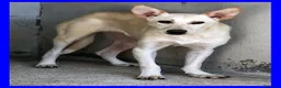 Meticcio cani in regalo: JANIS una bella timidina a Città metropolitana di Milano - Annuncio 1