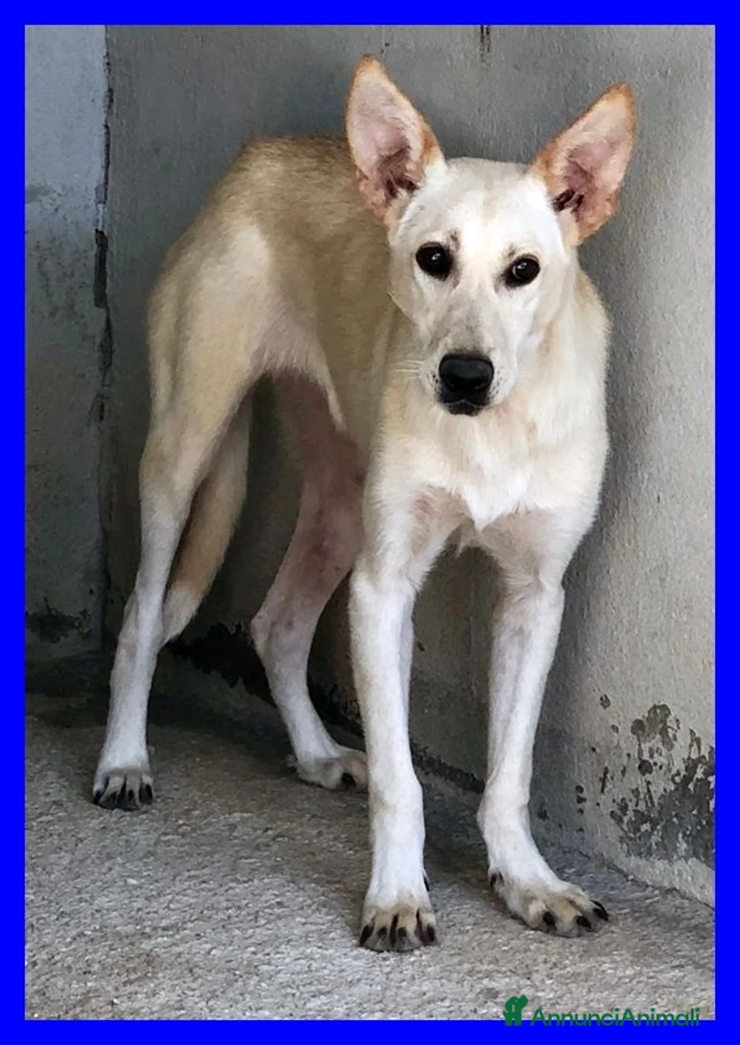 Meticcio cani in regalo: JANIS una bella timidina a Città metropolitana di Milano - Annuncio 1