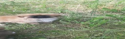 Pechinese cani in vendita: CUCCIOLI PECHINESI  a Provincia di Novara - Annuncio 7