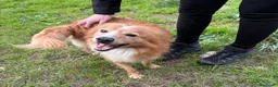 Meticcio cani in regalo: RICKY 💙 11 kg di bontà a Provincia di Pistoia - Annuncio 5