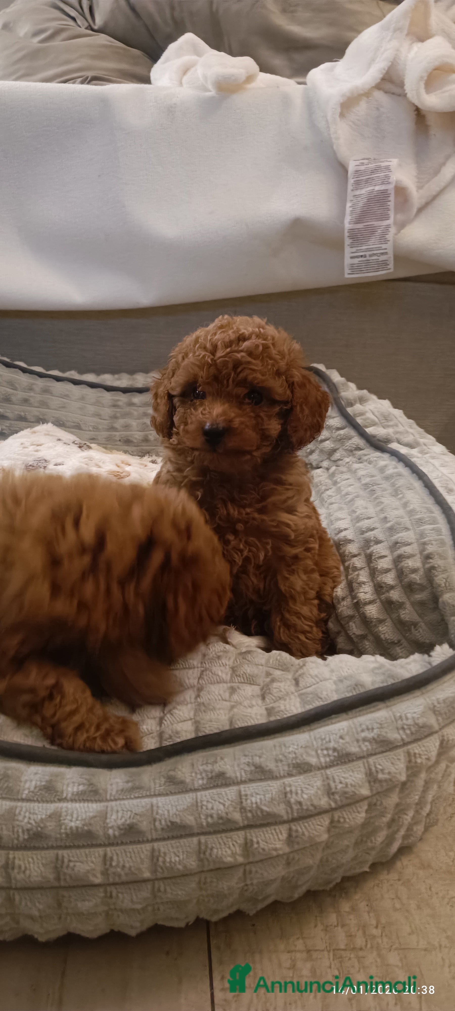 Barboncino Toy cani Barboncini Toy disponibili  - Annuncio 1