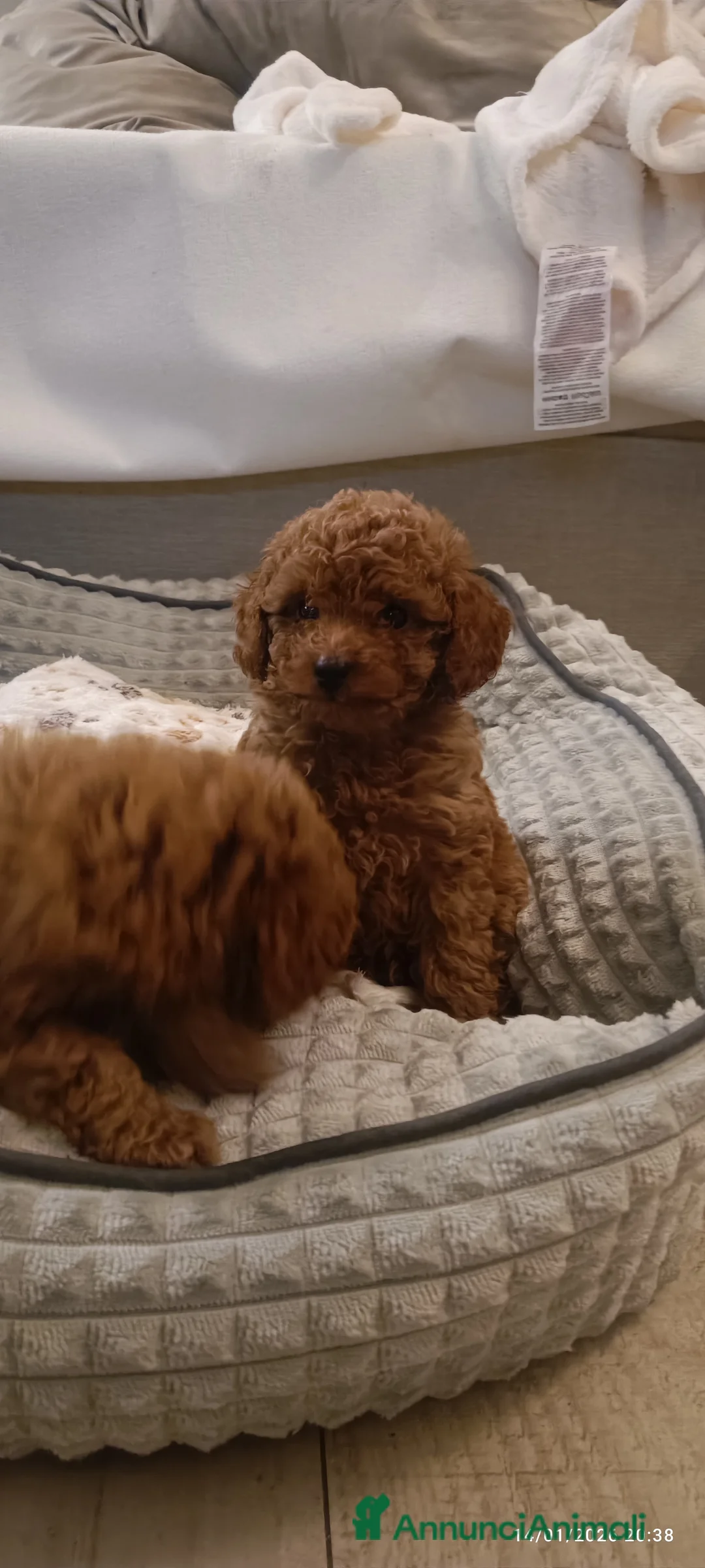 Barboncino Toy cani in vendita: Barboncini Toy disponibili  - Annuncio 1