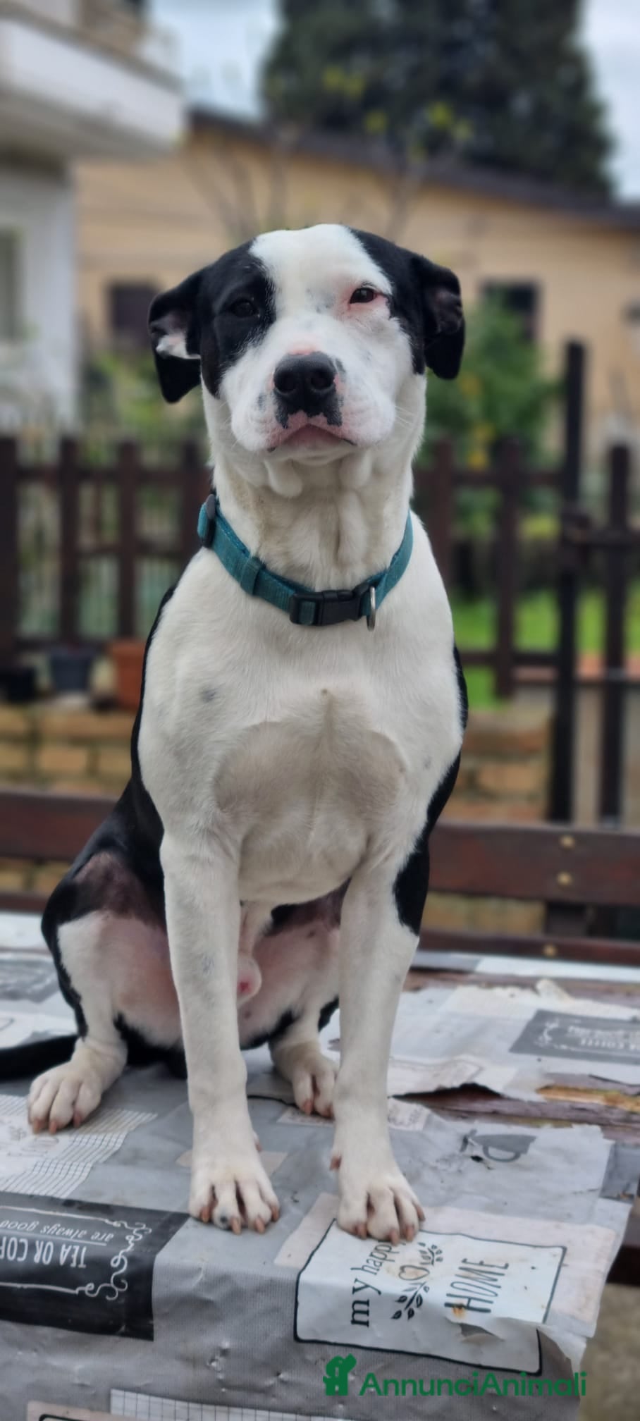 Meticcio cani DOLCISSIMO MIX AMSTAFF JACK - Annuncio 14