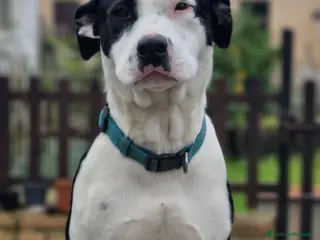 Meticcio cani DOLCISSIMO MIX AMSTAFF JACK - Annuncio 14