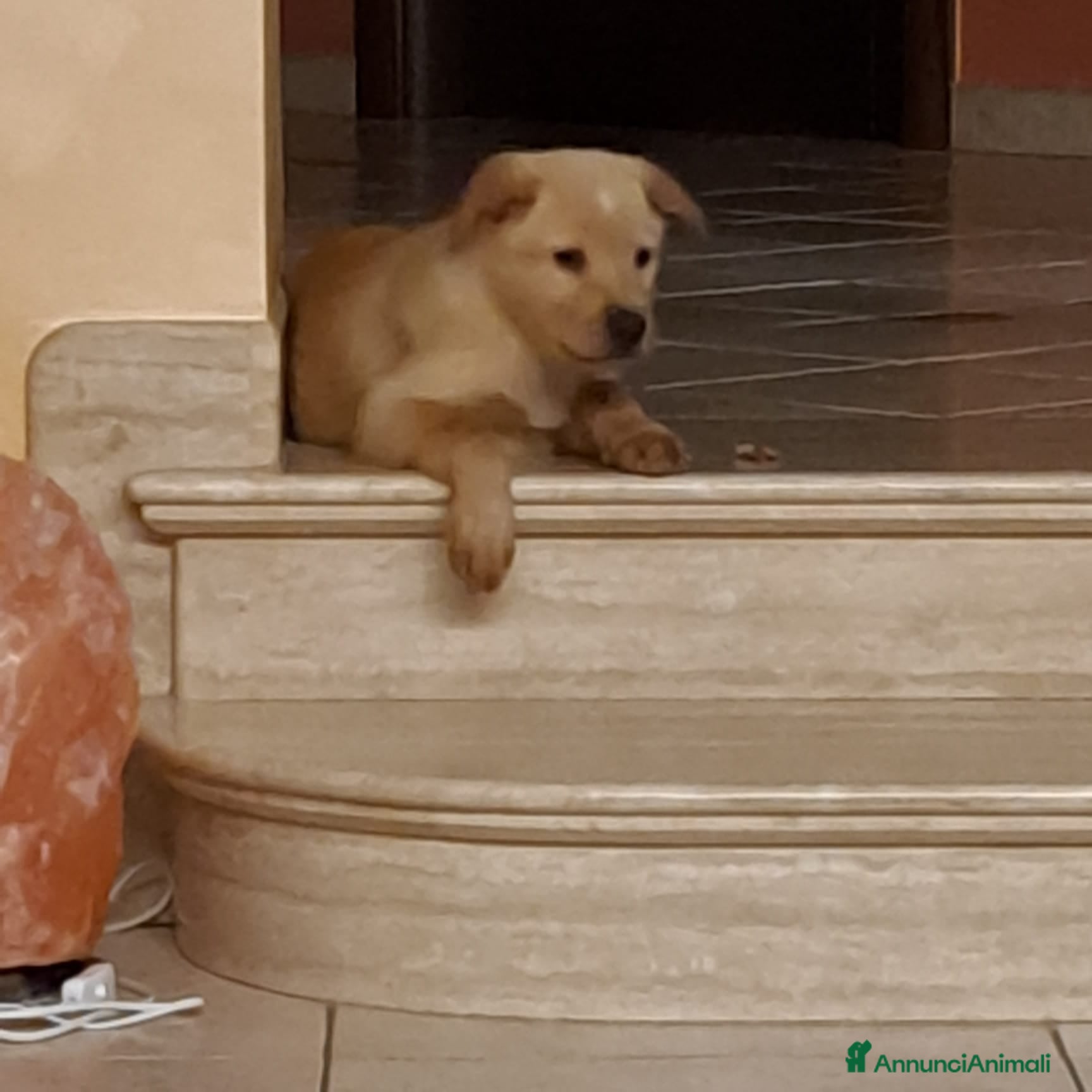 Labrador cani Cucciolo incrocio labrador  - Annuncio 1