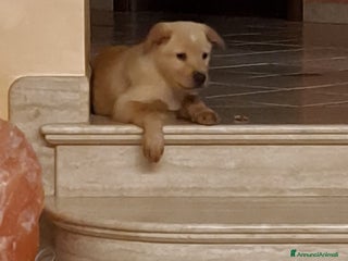 Labrador cani Cucciolo incrocio labrador - Annuncio 1