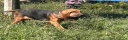 Bloodhound cani in vendita: Cucciolone - Annuncio 2