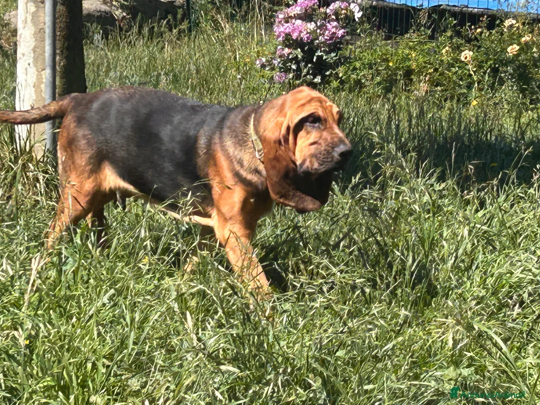 Bloodhound cani in vendita: Cucciolone - Annuncio 2