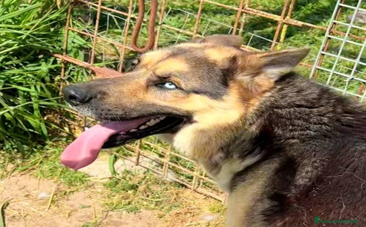 Pastore Tedesco cani a Provincia di Latina - Annuncio 16
