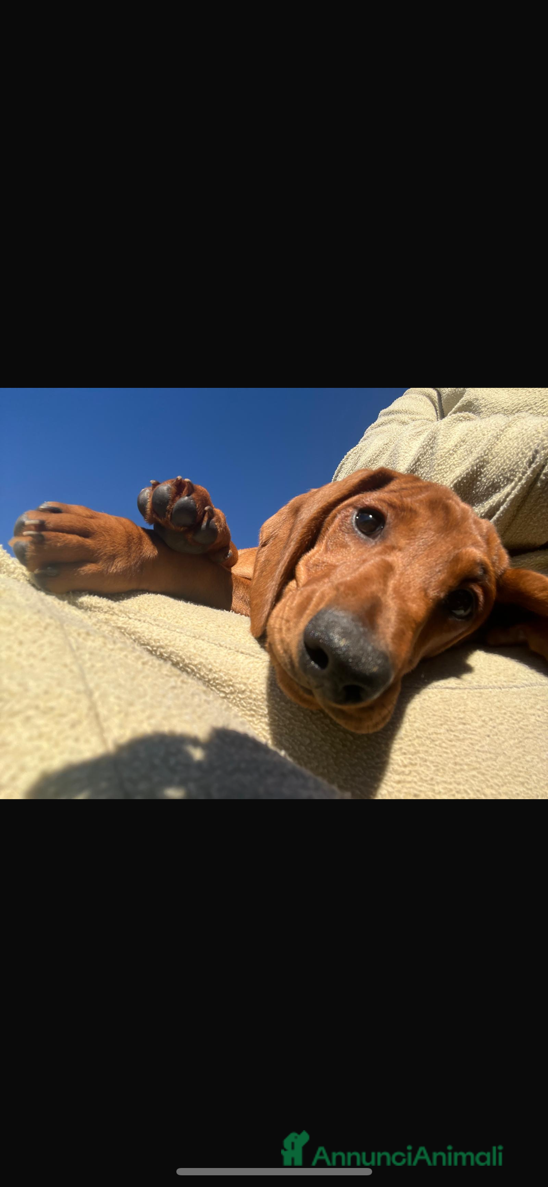 Bassotto cani in vendita: Cucciolo bassotto standard tedesco pelo corto - Annuncio 4