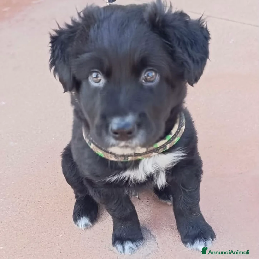 Meticcio cani in regalo: Dolcissimo cucciolo nero 2 mesi tg medio grande a Provincia di Bergamo - Annuncio 2