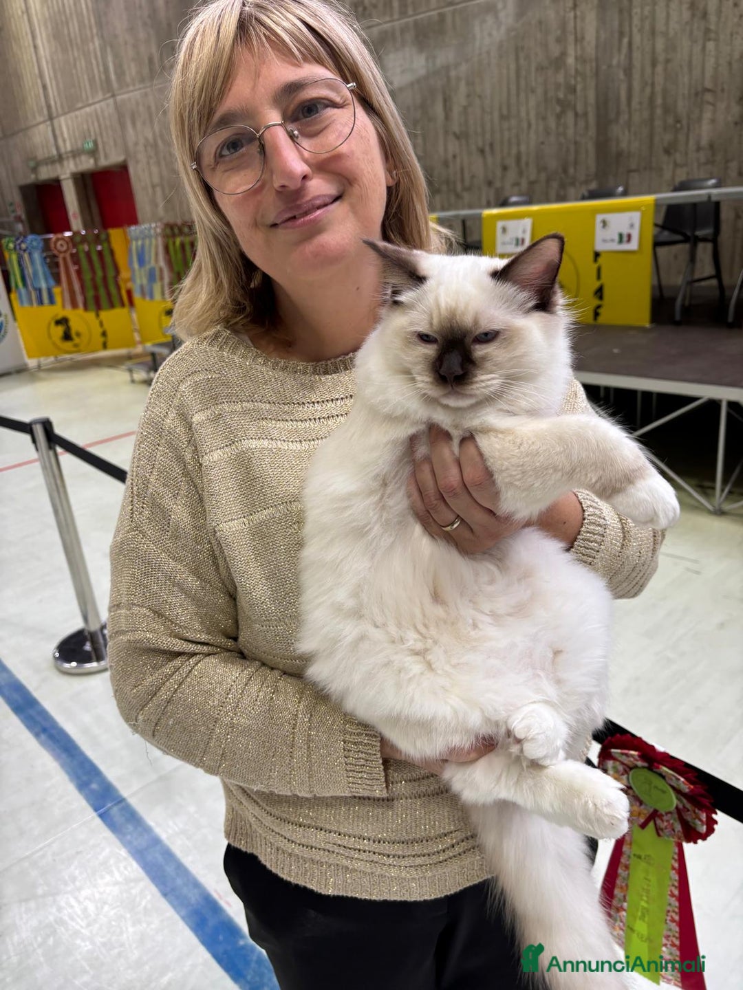 Ragdoll gatti in vendita: Wonder Blue Shakeaspeare  - Annuncio 2