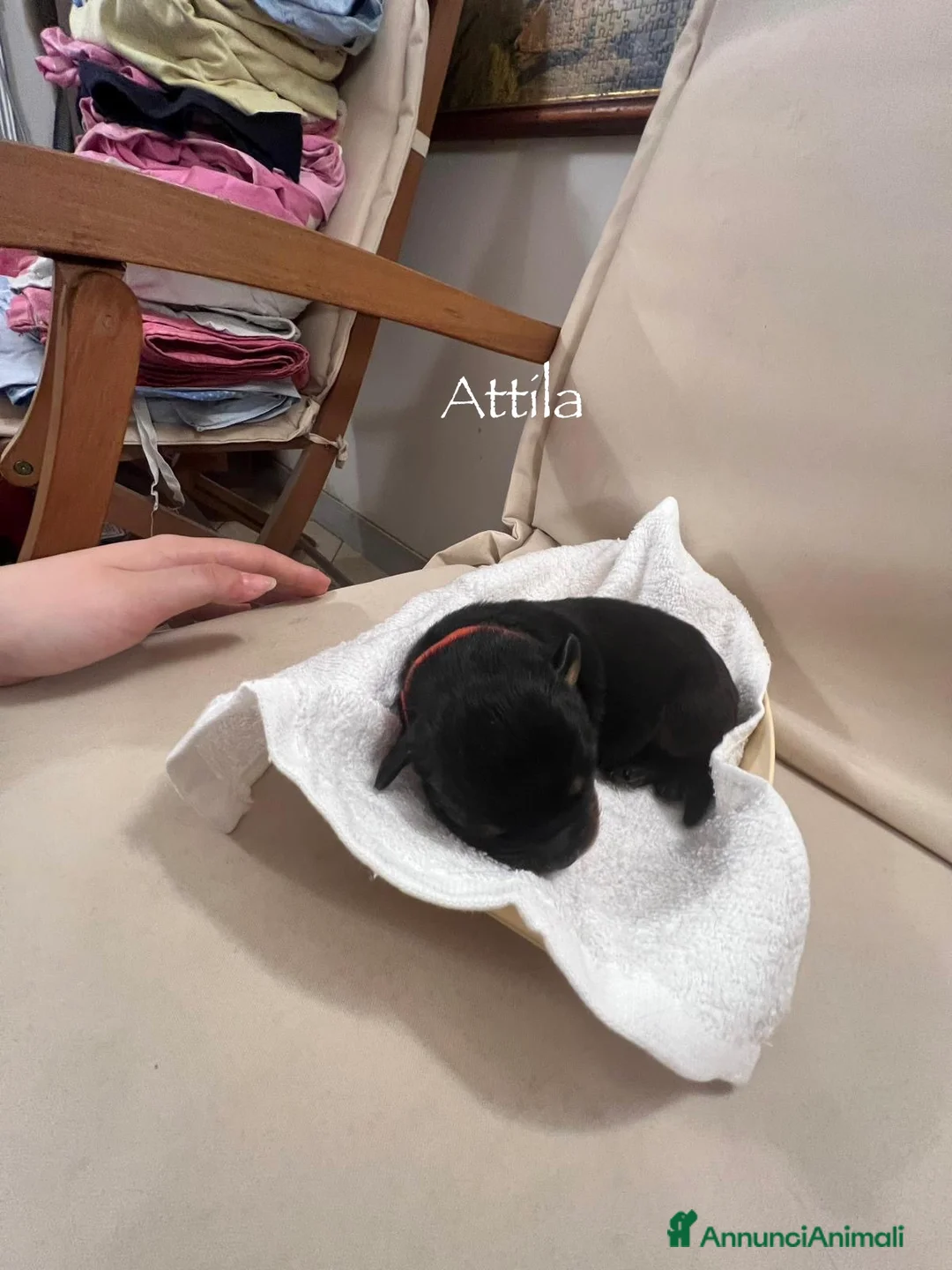 Rottweiler cani in vendita: Cuccioli Rottweiler con pedigree  - Annuncio 7