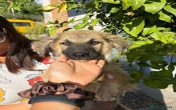 Pastore Tedesco cani in regalo: Ninjia cerca casa🩵 - Immagine 3