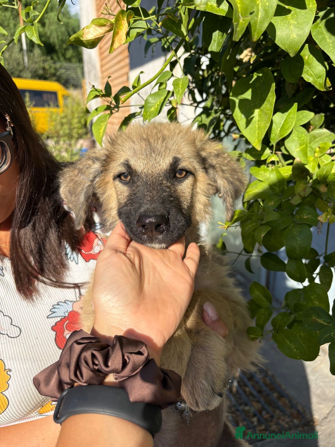 Pastore Tedesco cani in regalo: Ninjia cerca casa🩵 - Immagine 3