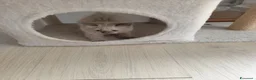 Ragdoll gatti in vendita: Maschietto Ragdoll  - Annuncio 9