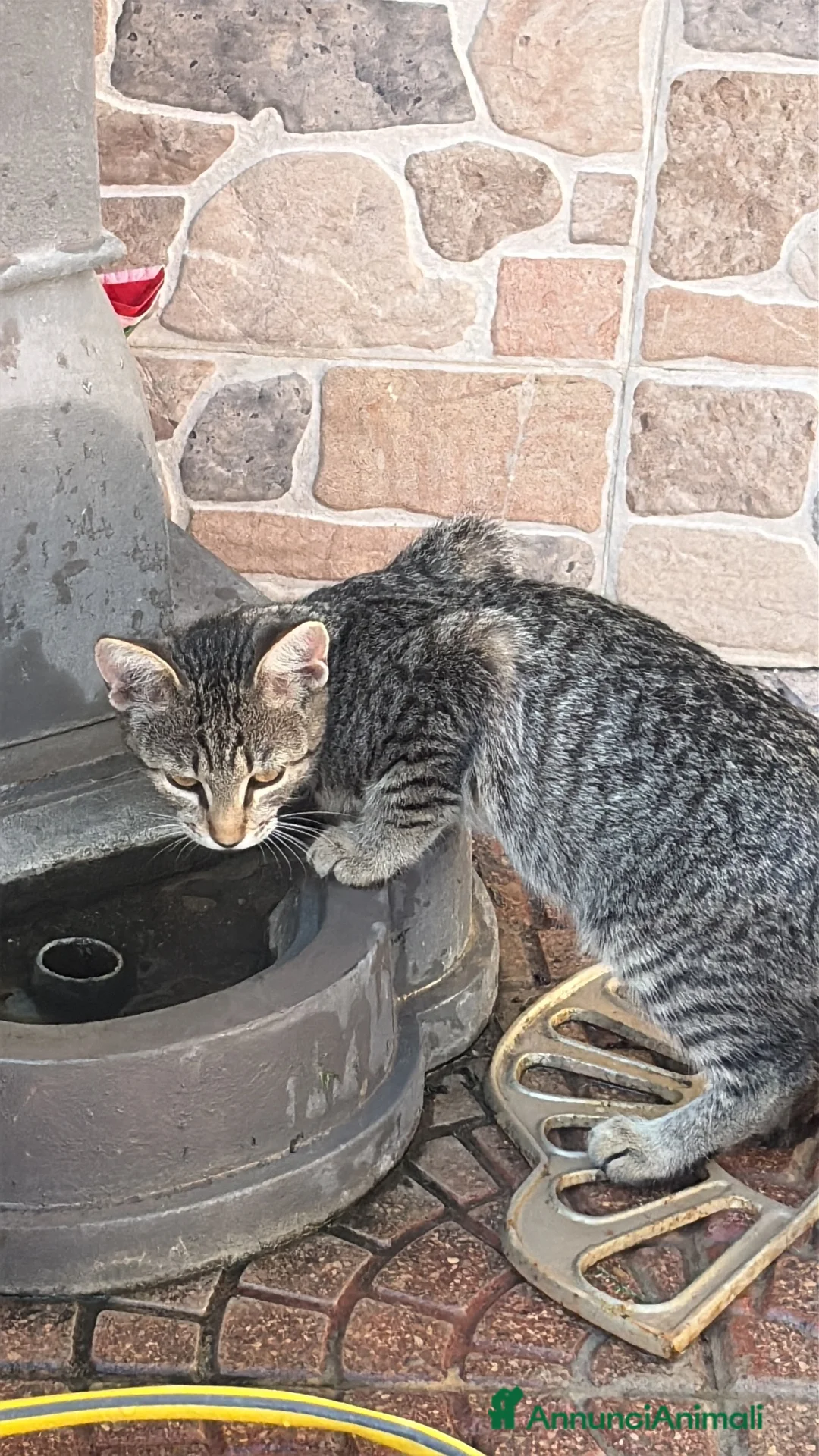 Meticcio gatti in regalo: Gattine in regalo - Annuncio 2