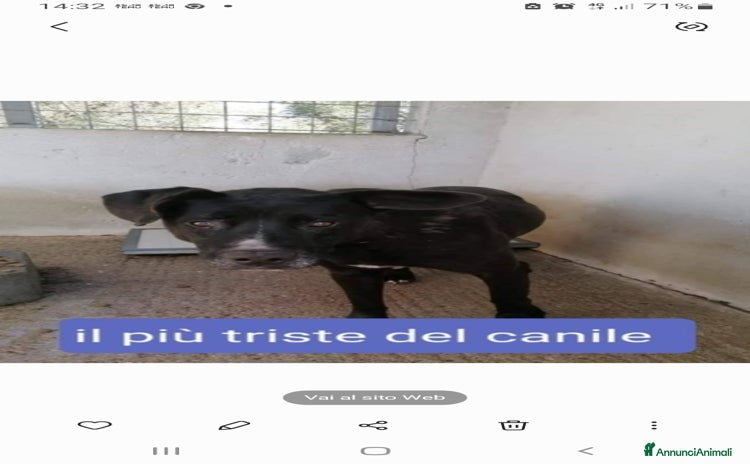 Meticcio cani - Annuncio 6