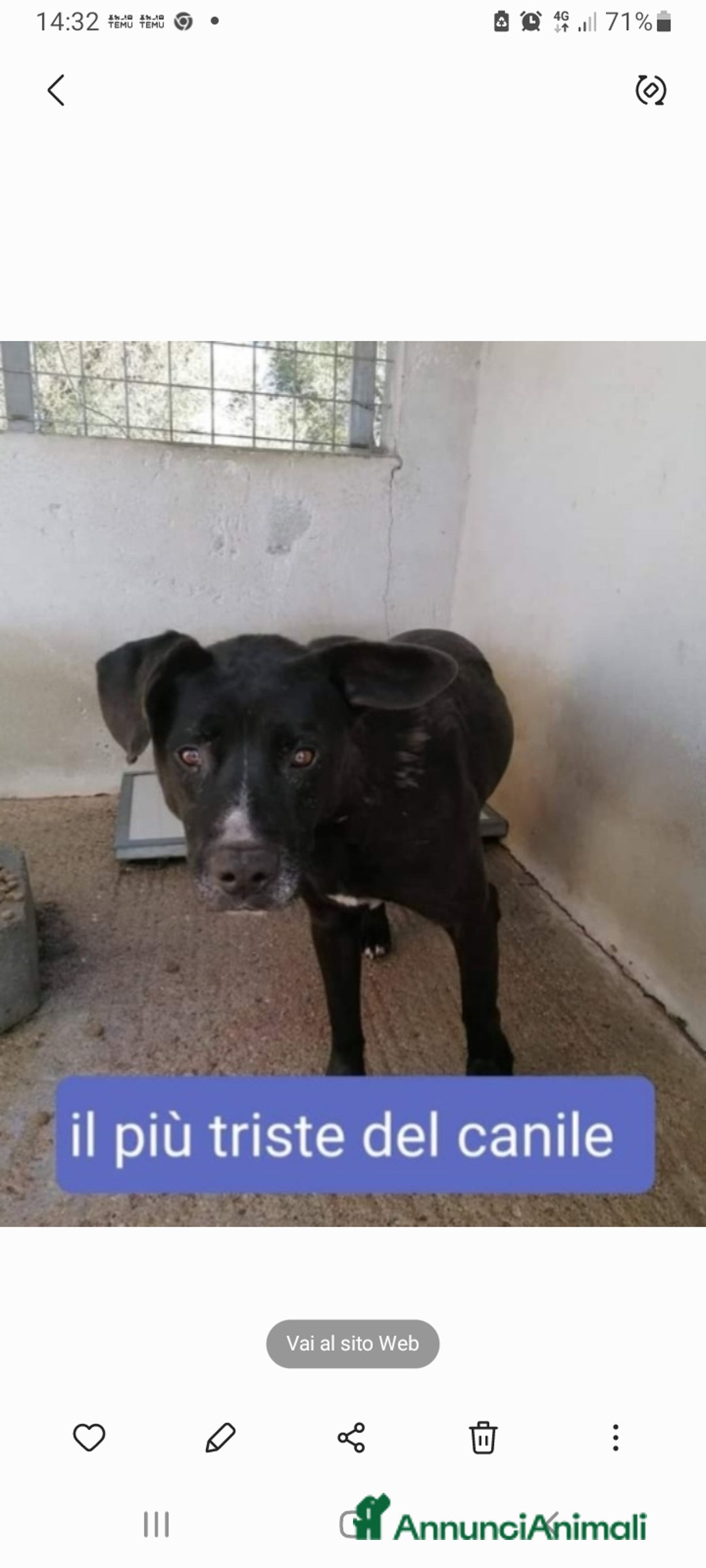 Meticcio cani in regalo: Aston molossino nero,il +triste del canileCALABRIA - Annuncio 1