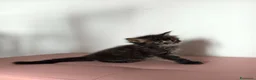 Maine Coon gatti in vendita: Bellissimo cucciolo Maine Coon - Annuncio 5
