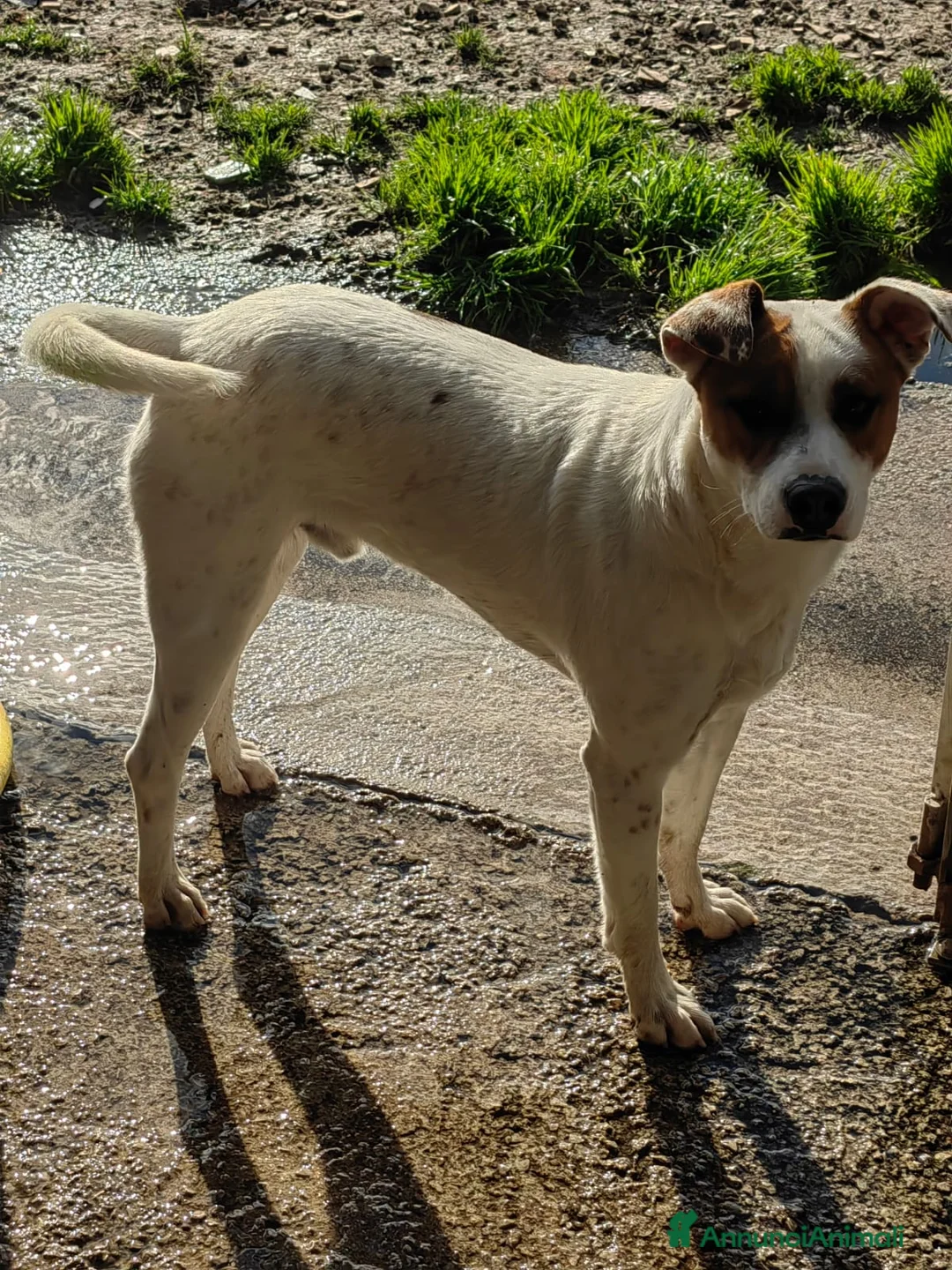 Meticcio cani in regalo: Loky: 10 mesi, taglia contenuta, socievole  - Annuncio 11