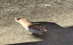 Meticcio gatti in regalo: Regalo due splendidi gattini! - Immagine 3