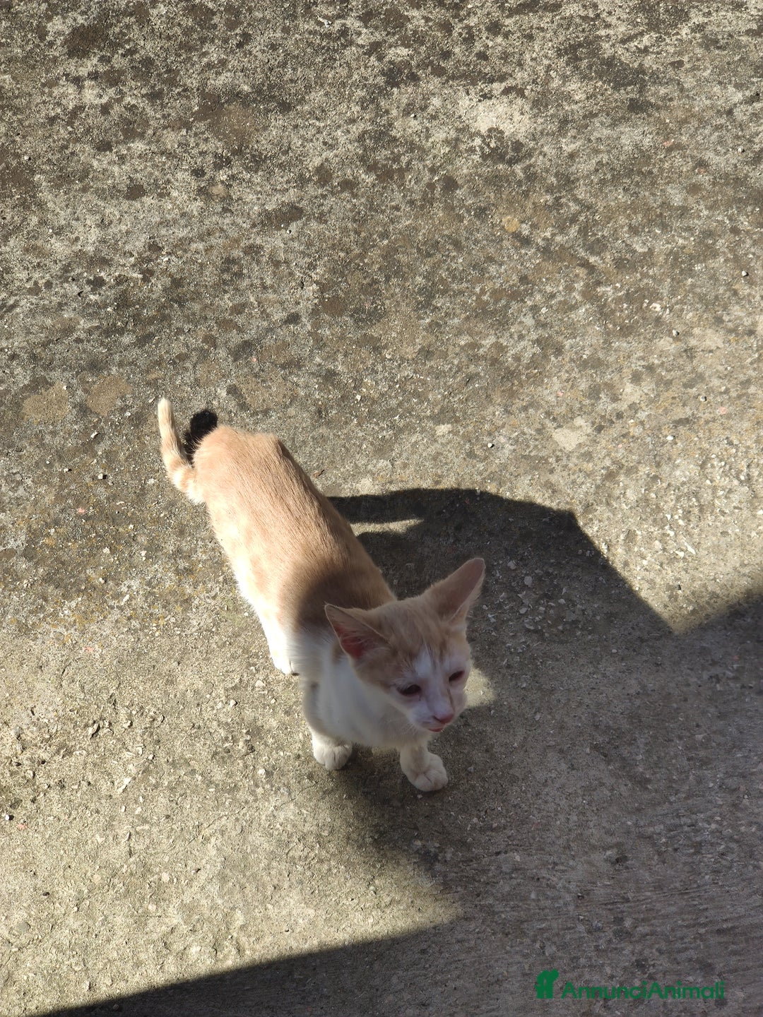 Meticcio gatti in regalo: Regalo due splendidi gattini! - Immagine 3