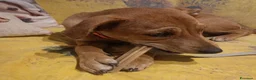 Meticcio cani in regalo: Ariel a Città Metropolitana di Genova - Annuncio 4