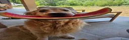 Golden Retriever cani per accoppiamento: Cercasi femmina di Golden Retriever a Provincia di Livorno - Annuncio 1