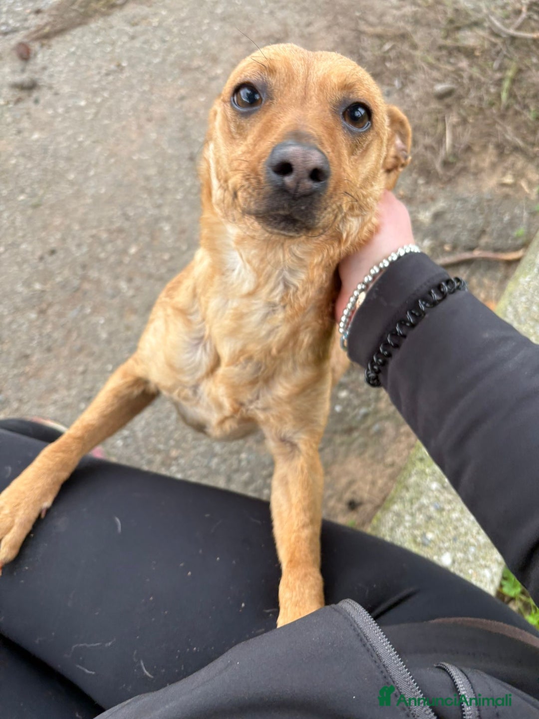 Meticcio cani in regalo: JASMINE 🩷-taglia piccola, cerca di nuovo casa - Annuncio 5