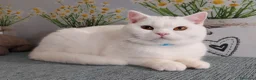 British gatti in vendita: British Shorthair Memo  - Annuncio 4