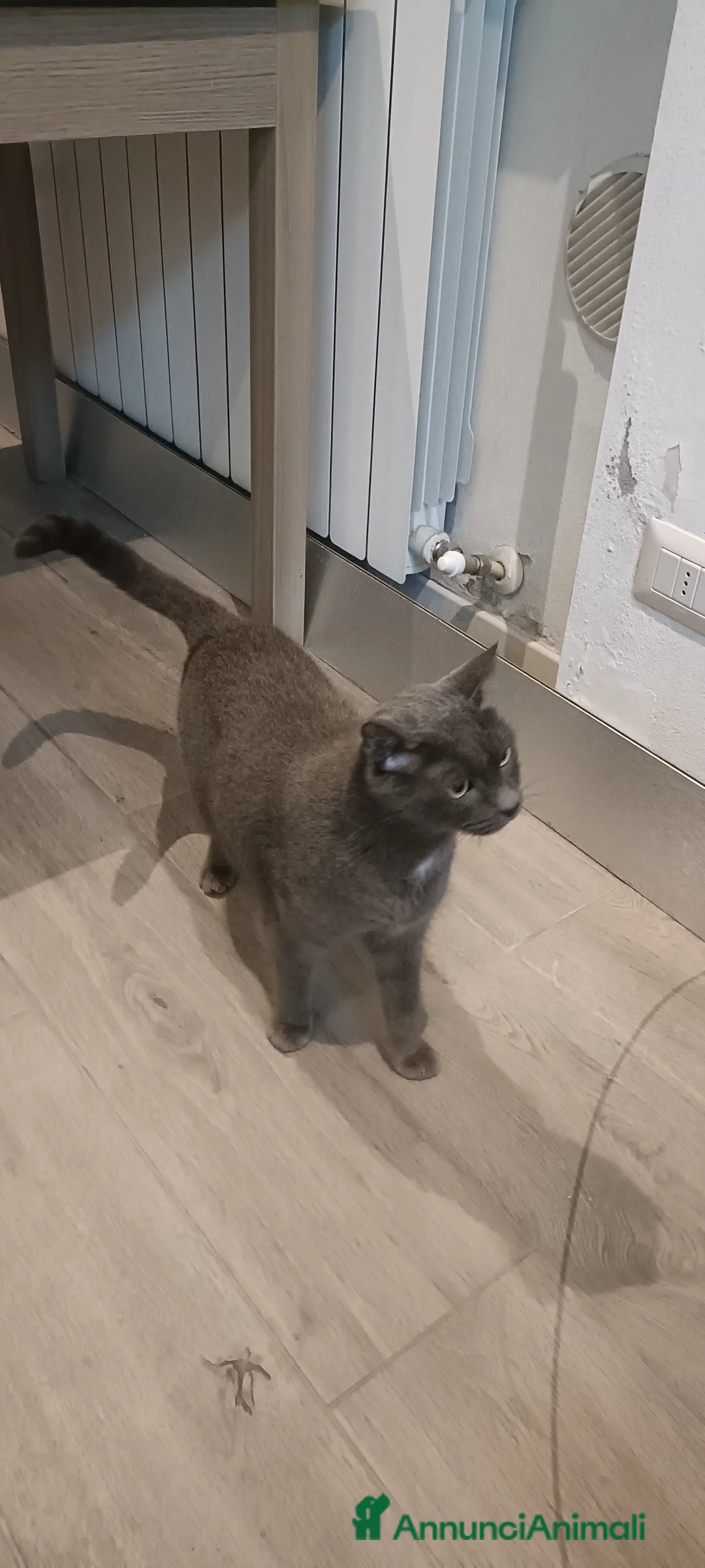 Meticcio gatti in regalo: Sky e Mowgli  - Annuncio 5