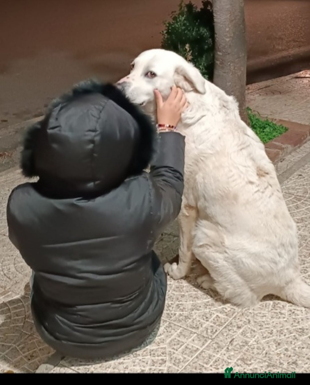 Pastore Maremmano cani in regalo: Maremmano anziano NN LO VOGLIONO+IN STRADA!CALABRI - Annuncio 2